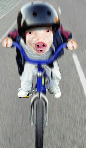 maiale in bici.gif